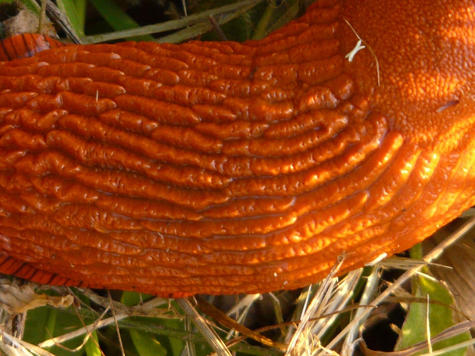 Orange arion rufus bright