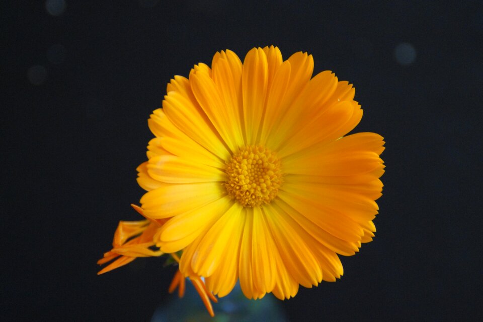 Yellow flower close up marigold