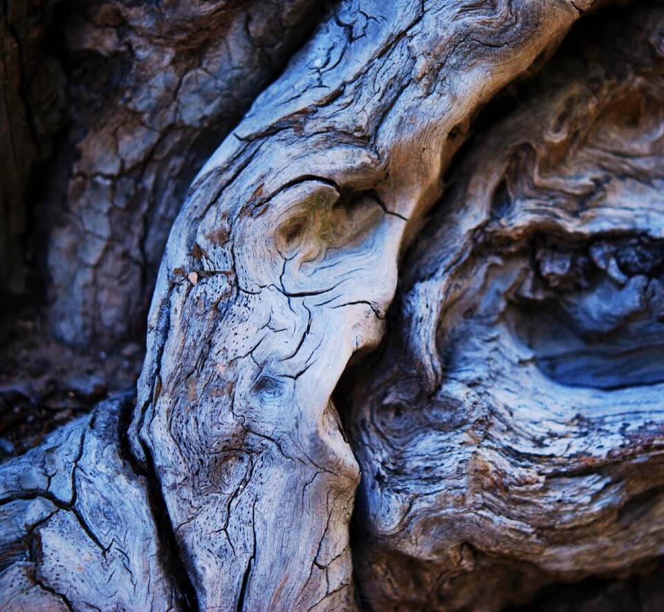 Old dry wood dead tree