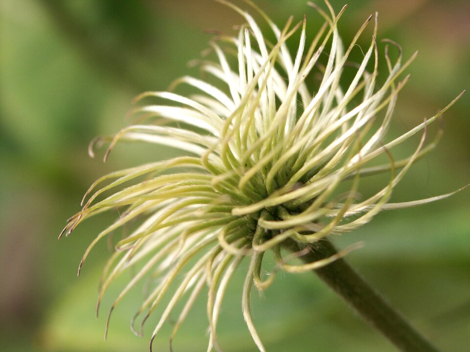 Clematis white green