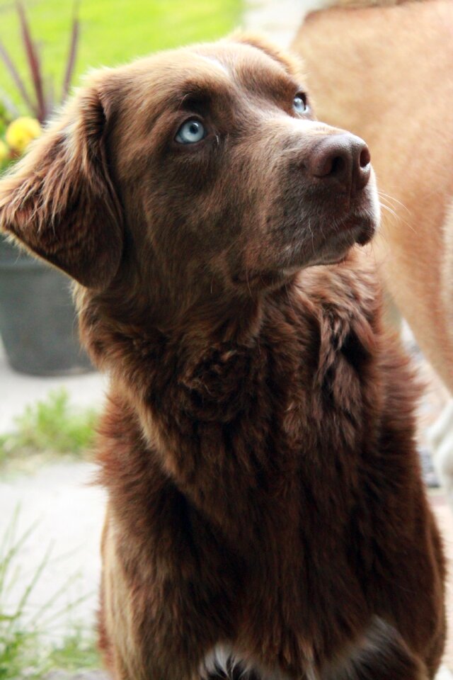 Brown dog blue eyes domestic