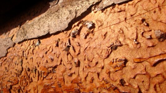 Labyrinth wood dead tree