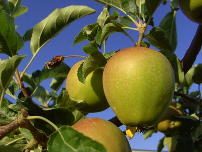 Tree fruit healthy