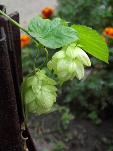 Hops leaves garden