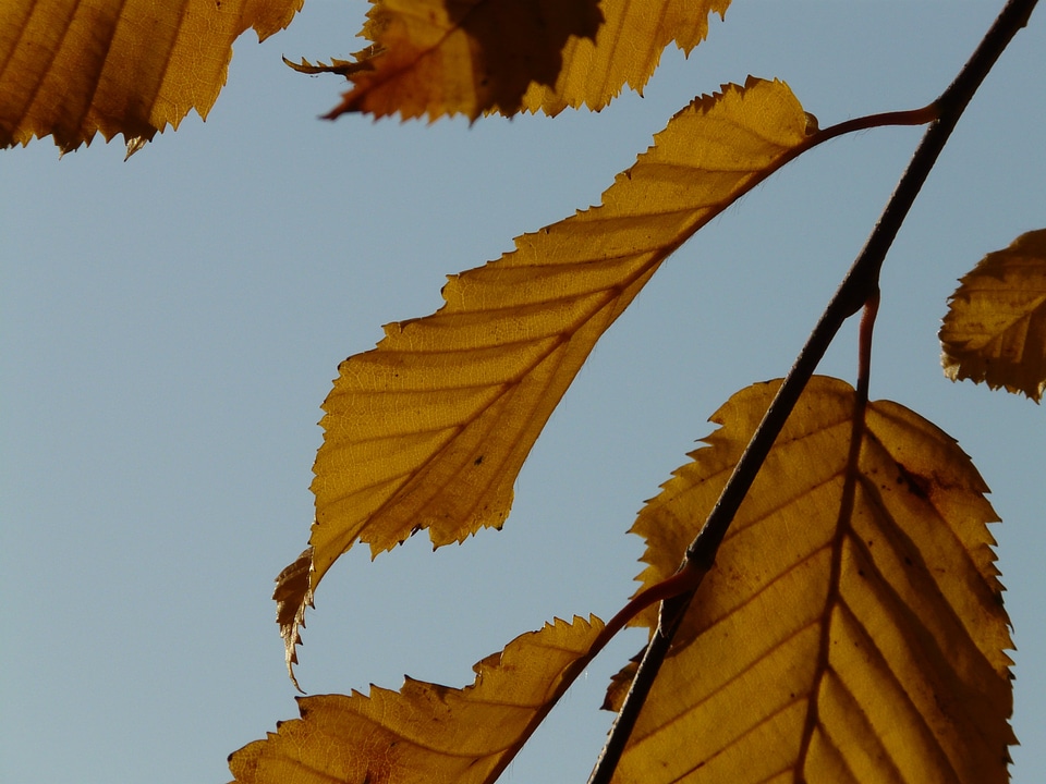 Hornbeam carpinus betulus white beech