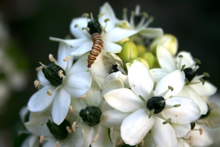 Black centre stamen petals photo