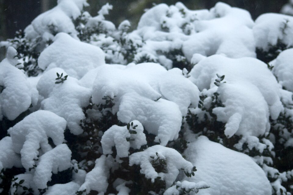 Winter branches snowy