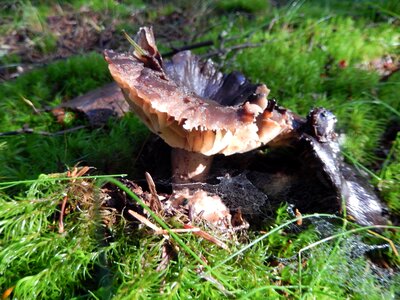 Nature mushrooms forests