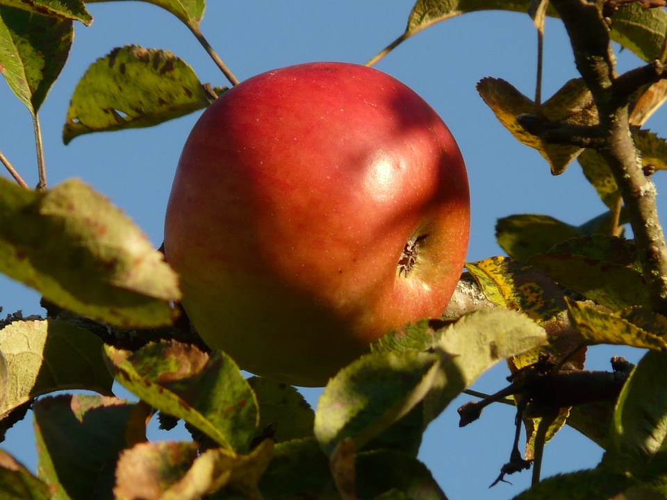 Ripe red sweet