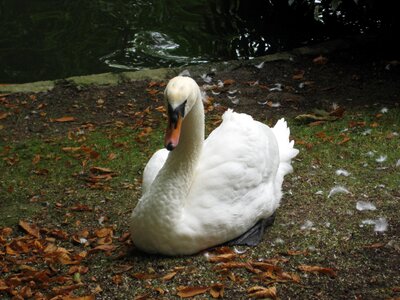 Swans animals ave photo