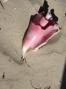Shell sand sand dunes