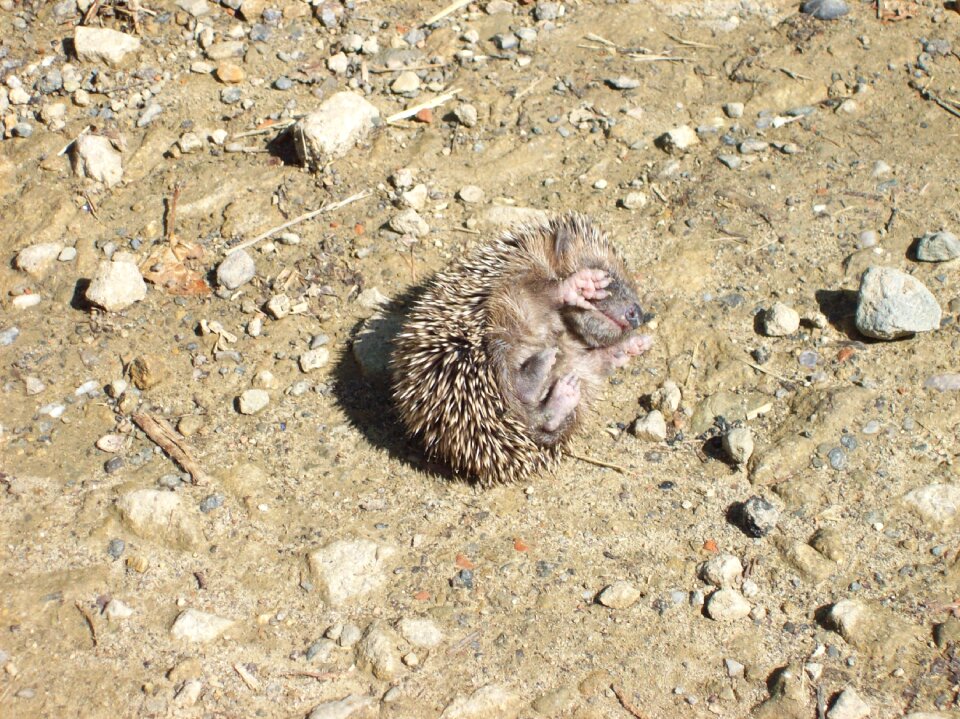 Prickly baby hedgehog