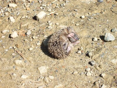 Prickly baby hedgehog