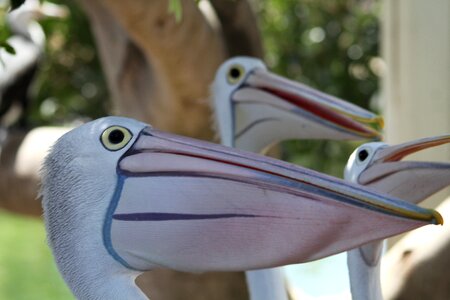 Pelikan animal bill photo