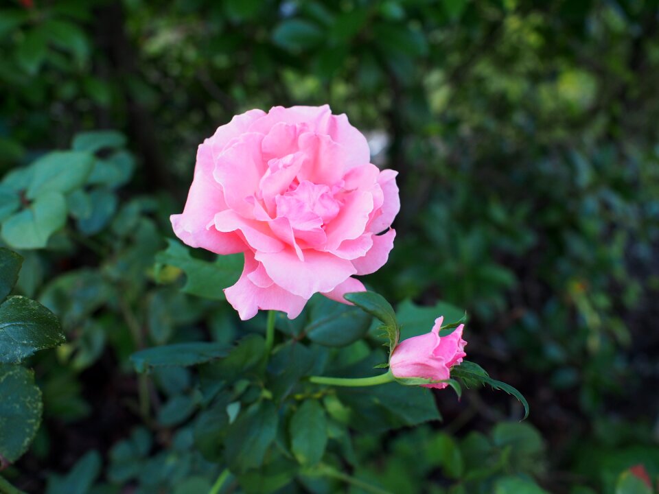 Rose flowering plant garden