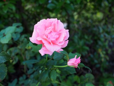 Rose flowering plant garden photo