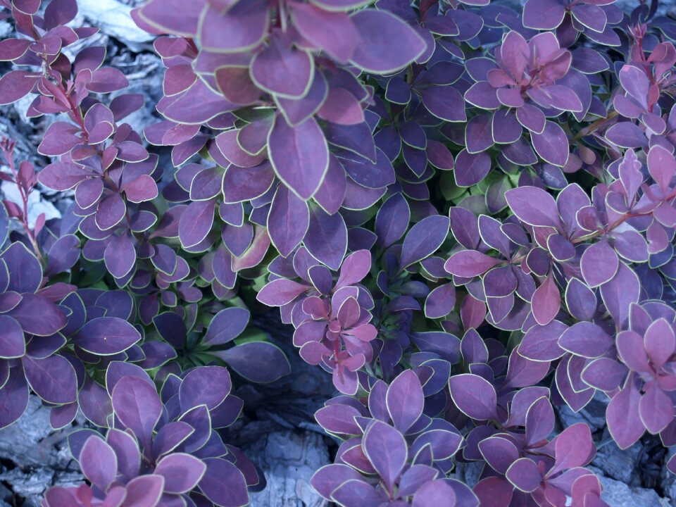 Bush red bush garden