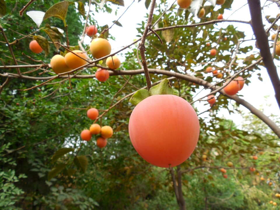 Farm orchard fruits