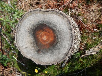Wood bark trunk nature