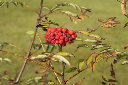 Tree branch leaves