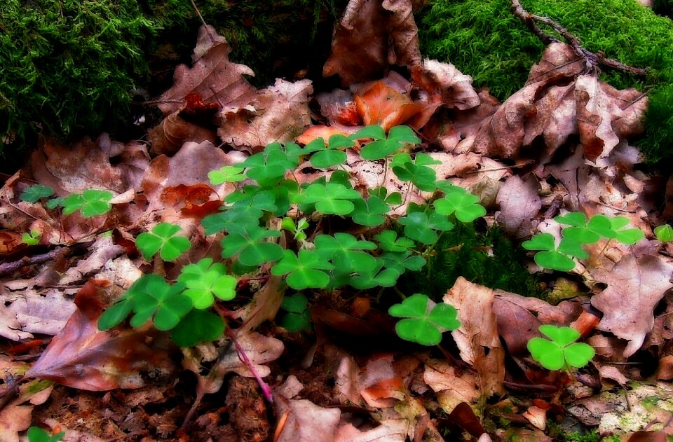 Leaves luck lucky charm photo