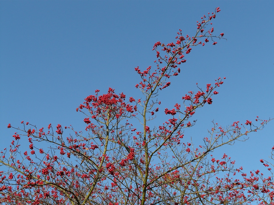 Tree berry red leather leaf weißdorn