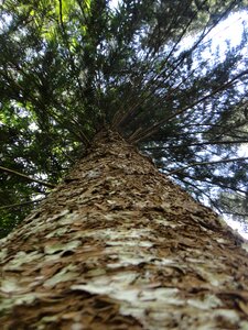 Dry tree nature sri lanka photo