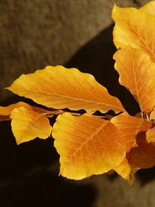 Deciduous tree golden autumn golden october photo