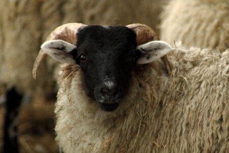 Flock of sheep animal head