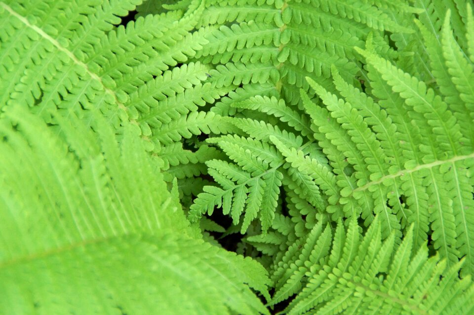 Plant fern leaves nature