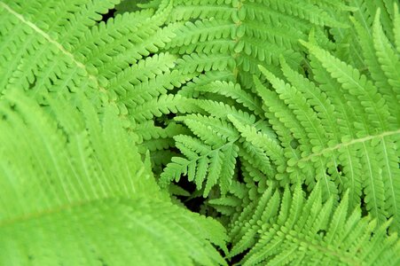 Plant fern leaves nature