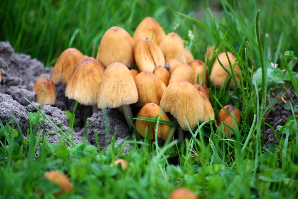 Mushrooms meadow nature