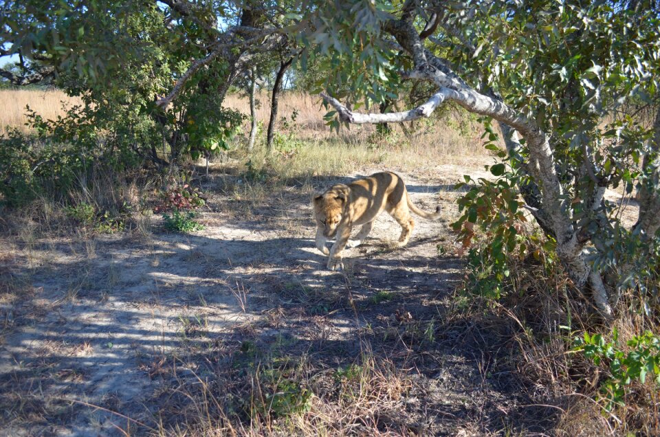 Animal africa wildlife