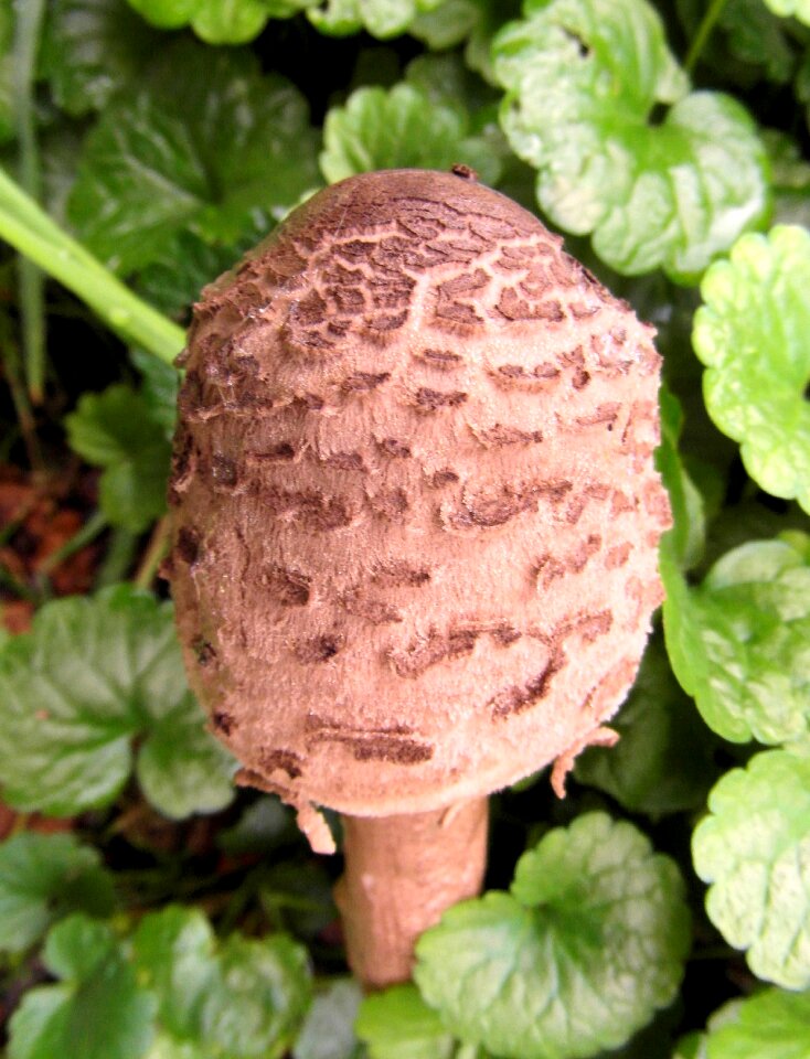 Mushroom forest autumn