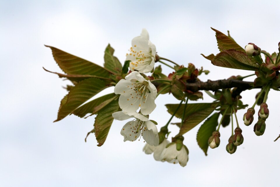 Japanese cherry trees spring tree