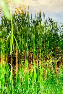 Reflection batons vegetation
