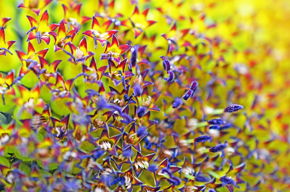 Bloom flower spring