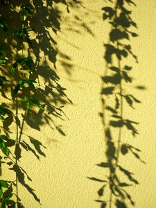 Projection ornamental wall photo