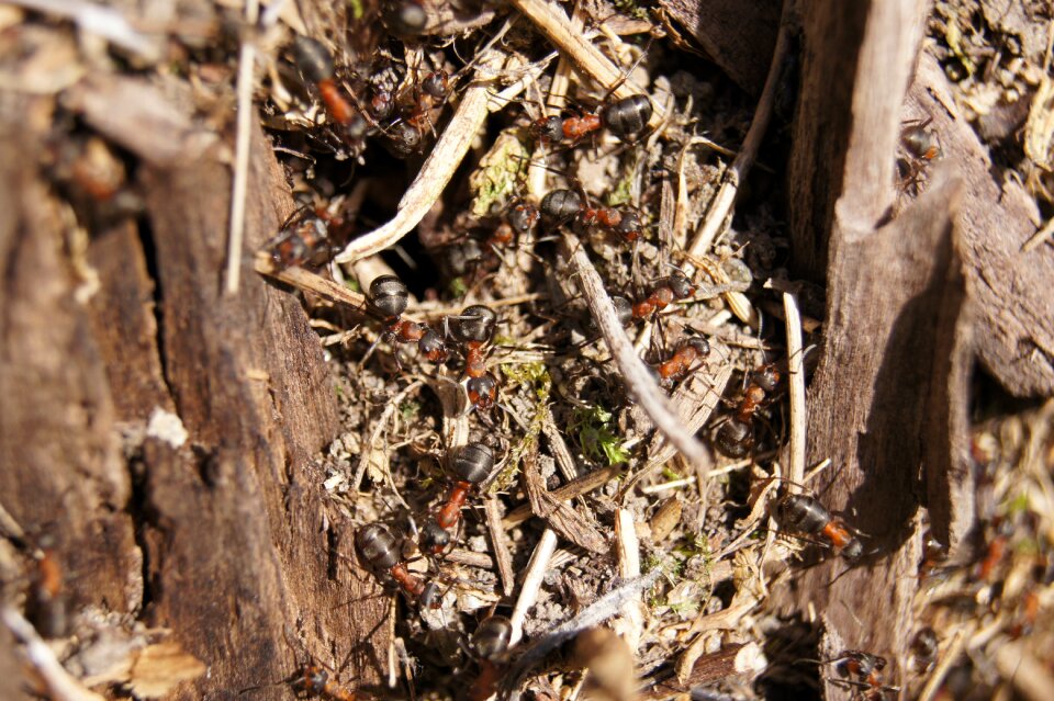 Wood ant nature insect