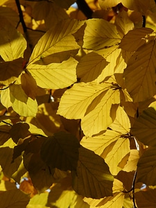 Deciduous tree golden autumn golden october photo