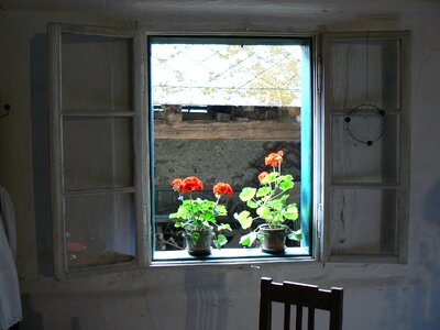 Window flower red