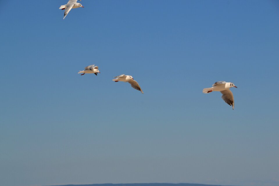 Birds sky flying photo