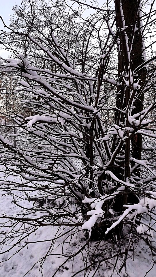 Snowy cold trees
