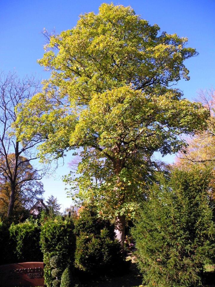 Cemetery trees graves