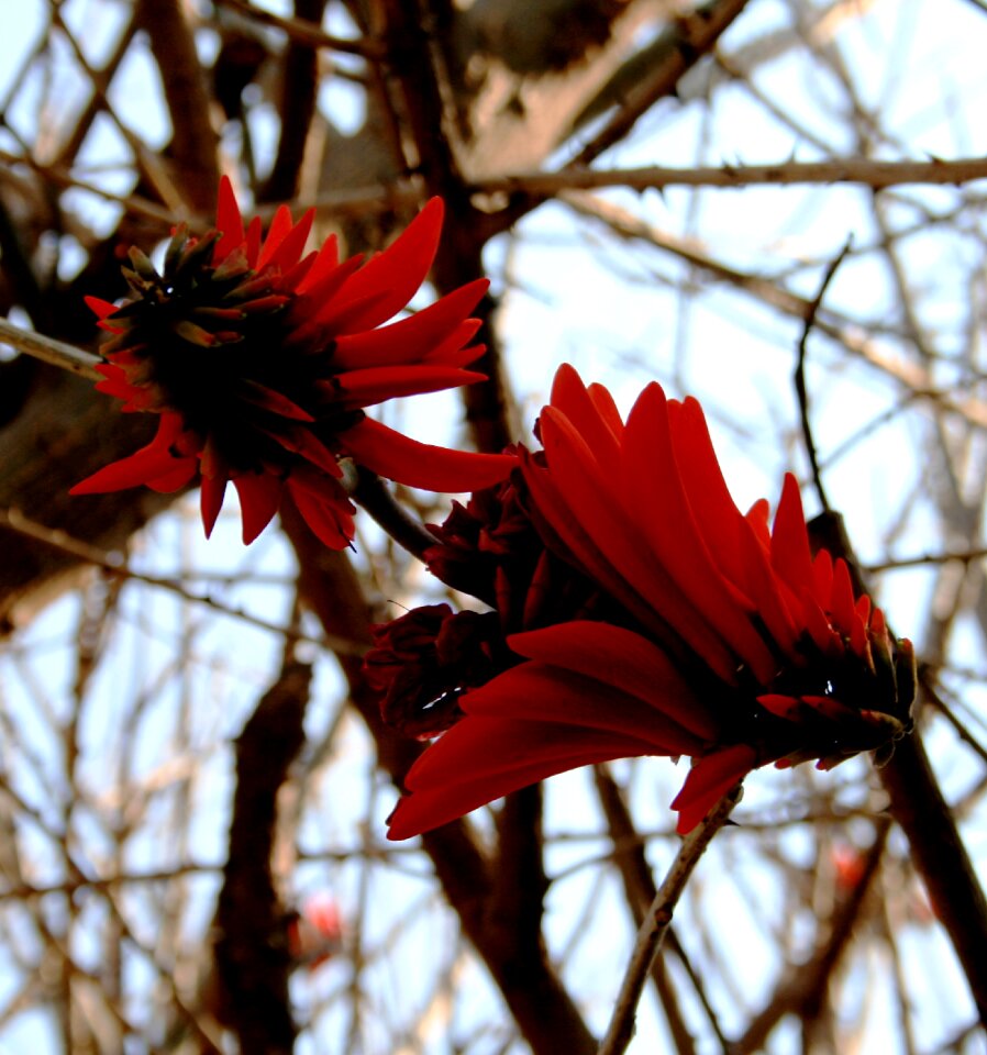 Neatly arranged sheathlike petals light