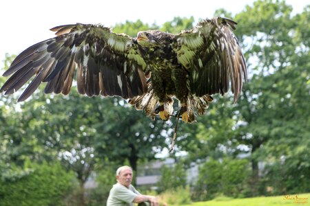Eagle white tailed eagle bald eagle