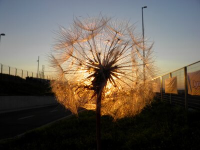 Dandelion sunset nature photo