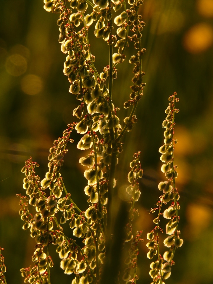 Backlighting rumex acetosa large sauerampfer