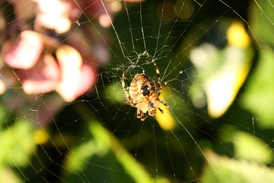 Spin garden spider hydrangea