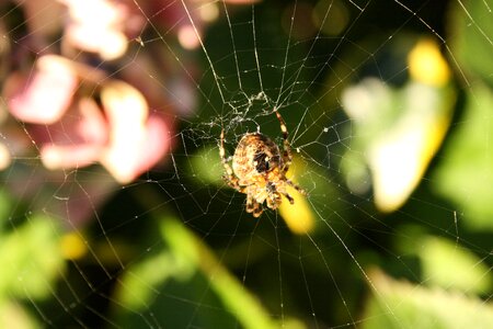 Spin garden spider hydrangea